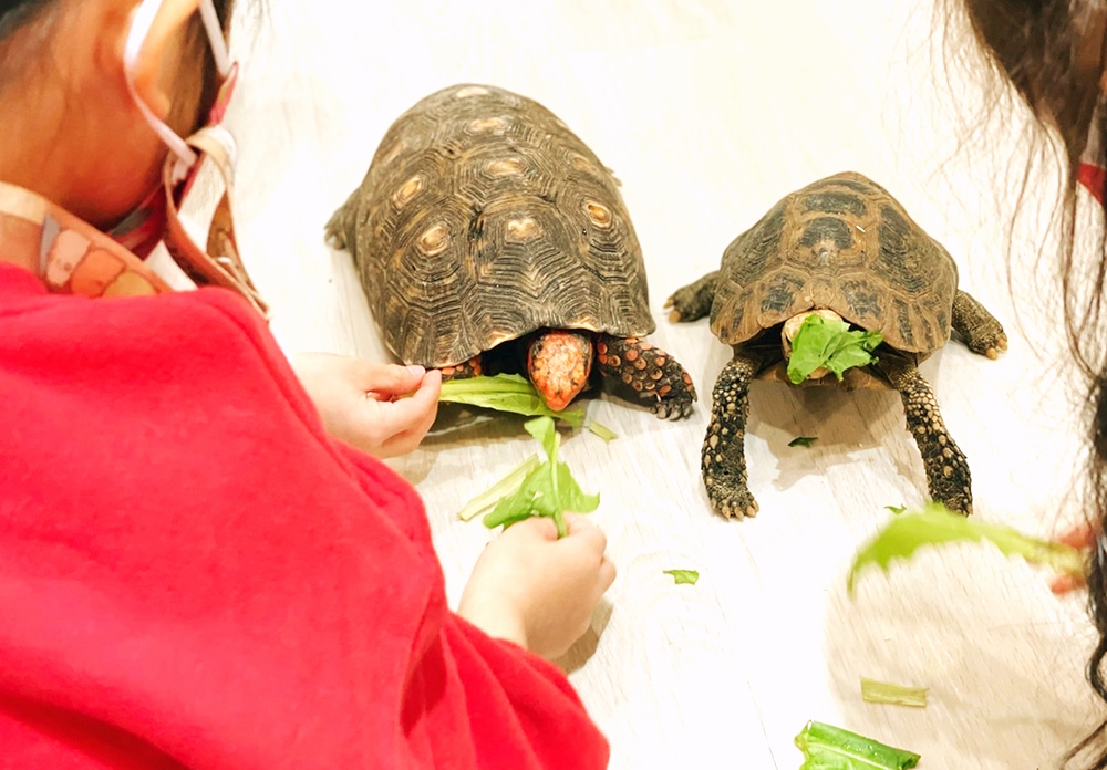 - 報新聞 Mega News 2 0 Fotor