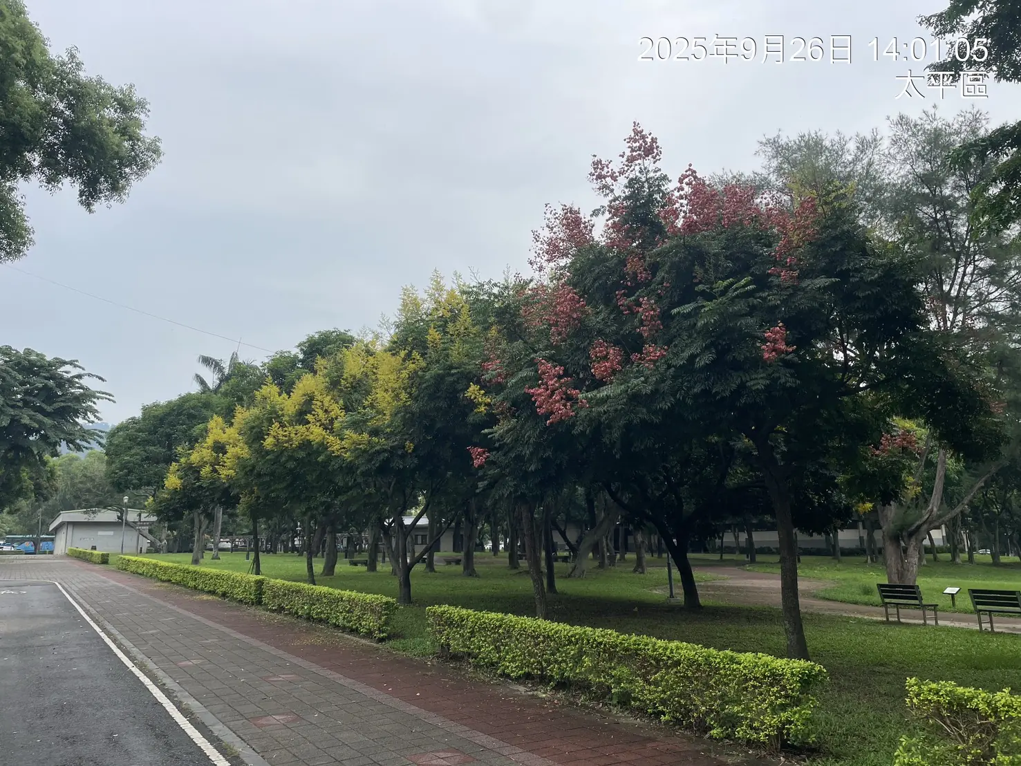 金黃欒花迎秋盛放 中市建設局邀市民共賞繽紛花景 3 10 %E5%A4%AA%E5%B9%B3%E5%8D%80%E5%9D%AA%E6%9E%97%E6%A3%AE%E6%9E%97%E5%85%AC%E5%9C%92%E6%AC%92%E6%A8%B9%E5%91%88%E7%8F%BE%E4%B8%8D%E5%90%8C%E9%A1%8F%E8%89%B2%E8%8A%B1%E6%9C%B5%E7%BE%8E%E6%99%AF 0 0