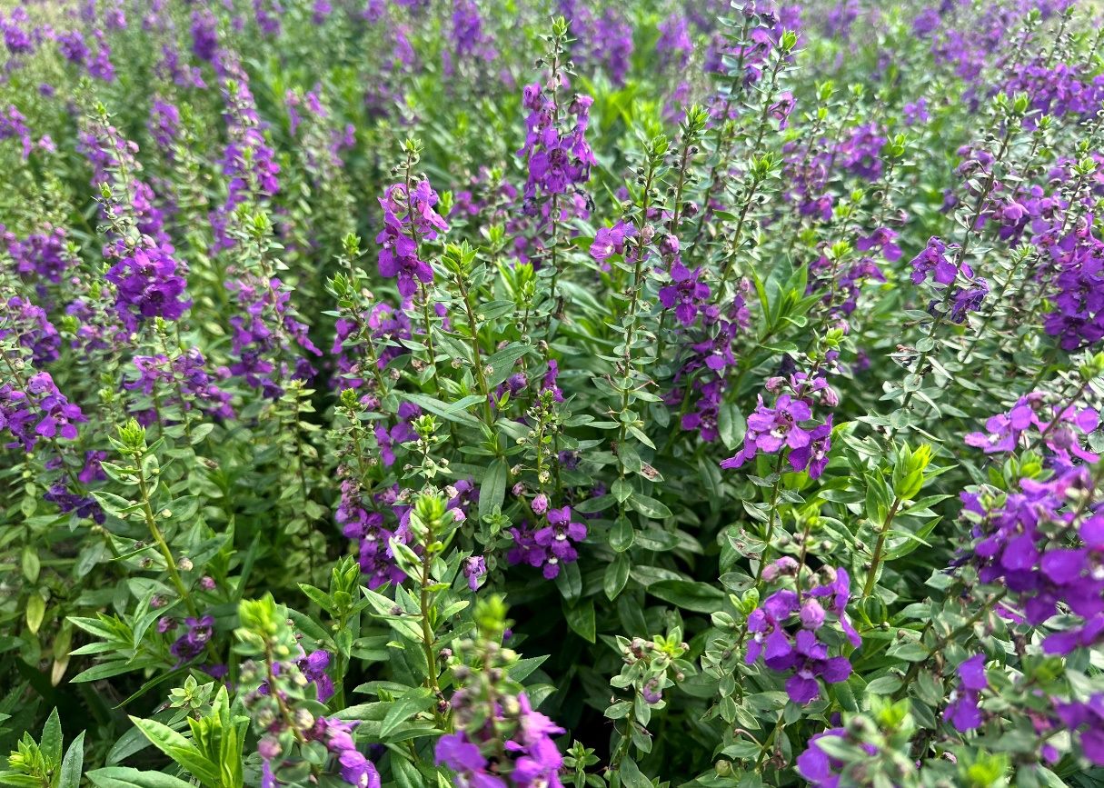 來自天使花的祝福 北投道路綠意顧眼睛 5 cfd96c29 13bf 4841 9169 133eed4a0b06