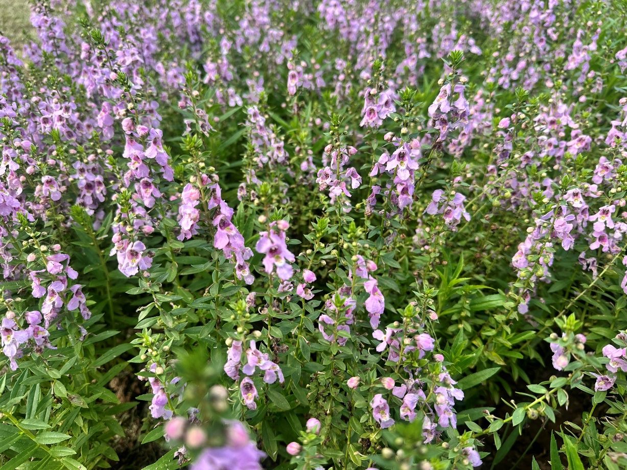 來自天使花的祝福 北投道路綠意顧眼睛 6 7d4bf652 475c 44a9 93a9 80574786417e