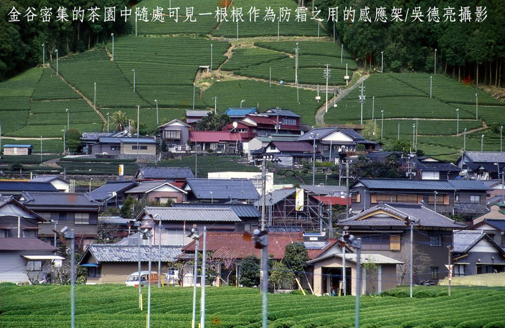 富士山下名茶飄香00006 - 報新聞 Mega News %E5%AF%8C%E5%A3%AB%E5%B1%B1%E4%B8%8B%E5%90%8D%E8%8C%B6%E9%A3%84%E9%A6%9900006 1024x666 1