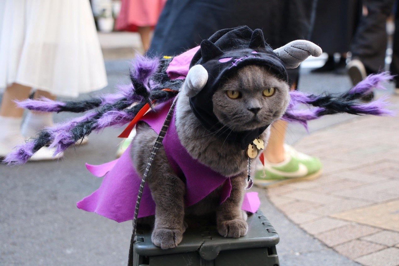 %E5%9C%9612%E8%B2%93%E5%A6%96%E7%A5%AD%E8%A3%9D%E6%89%AE%E4%BB%A5%E8%B2%93%E7%82%BA%E4%B8%BB%E9%A1%8C%E7%9A%86%E5%8F%AF%E5%8F%83%E5%8A%A0%E5%96%B5%E6%98%9F%E4%BA%BA%E7%95%B6%E7%84%B6%E4%B8%8D%E5%AE%B9%E7%BC%BA%E5%B8%AD%E5%8C%96%E3%81%91%E7%8C%AB%E3%83%95%E3%82%A7%E3%82%B9%E3%83%86%E3%82%A3%E3%83%90%E3%83%AB