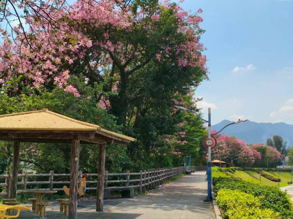 賞美人趁現在 初秋漫遊淡水、三峽享夢幻花海美景 1 %E4%B8%89%E5%B3%BD%E6%B2%B3%E5%8F%B3%E5%B2%B8%E3%80%8C%E5%AE%89%E6%BA%AA%E7%BF%A0%E5%A0%A4%E3%80%8D%E4%B9%9F%E6%98%AF%E4%B8%80%E8%99%95%E7%BE%8E%E4%BA%BA%E6%A8%B9%E7%A7%81%E6%88%BF%E6%99%AF%E9%BB%9E%EF%BC%8C%E6%AF%8F%E5%88%B0%E8%8A%B1%E6%9C%9F%E7%B8%BD%E6%98%AF%E5%90%B8%E5%BC%95%E4%B8%8D%E5%B0%91%E6%B0%91%E7%9C%BE%E4%BE%86%E6%AD%A4%E6%95%A3%E6%AD%A5%E8%B3%9E%E8%8A%B1%E6%8B%8D%E7%85%A7