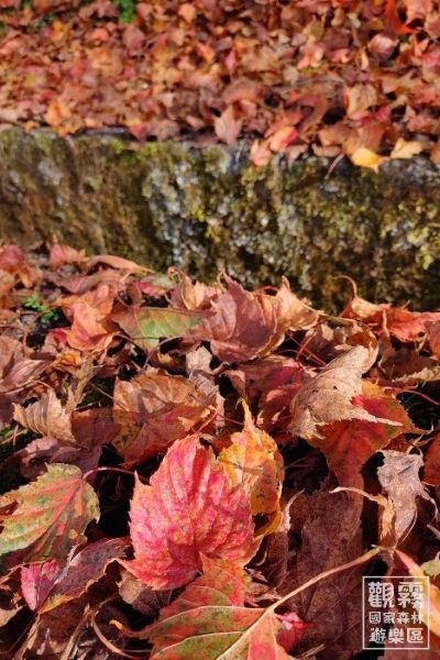 收藏一片秋日色彩 觀霧特色導覽與手作體驗 3 20251009131900 8d6ea4ea