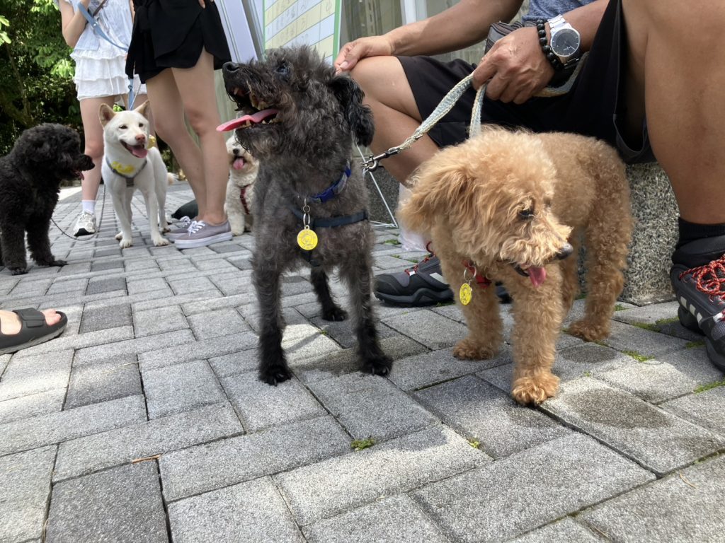 S__450887699 - 報新聞 Mega News S 450887699 1024x768 1