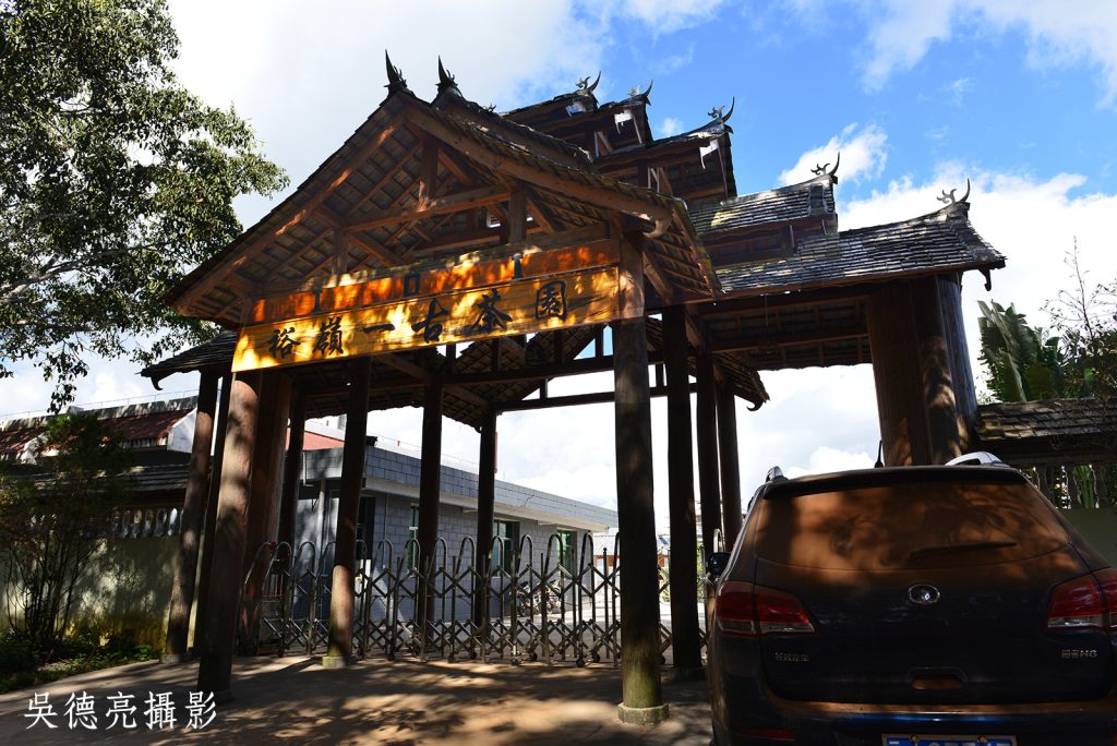 景邁千年古茶園00013 - 報新聞 Mega News %E6%99%AF%E9%82%81%E5%8D%83%E5%B9%B4%E5%8F%A4%E8%8C%B6%E5%9C%9200013 1024x684 1