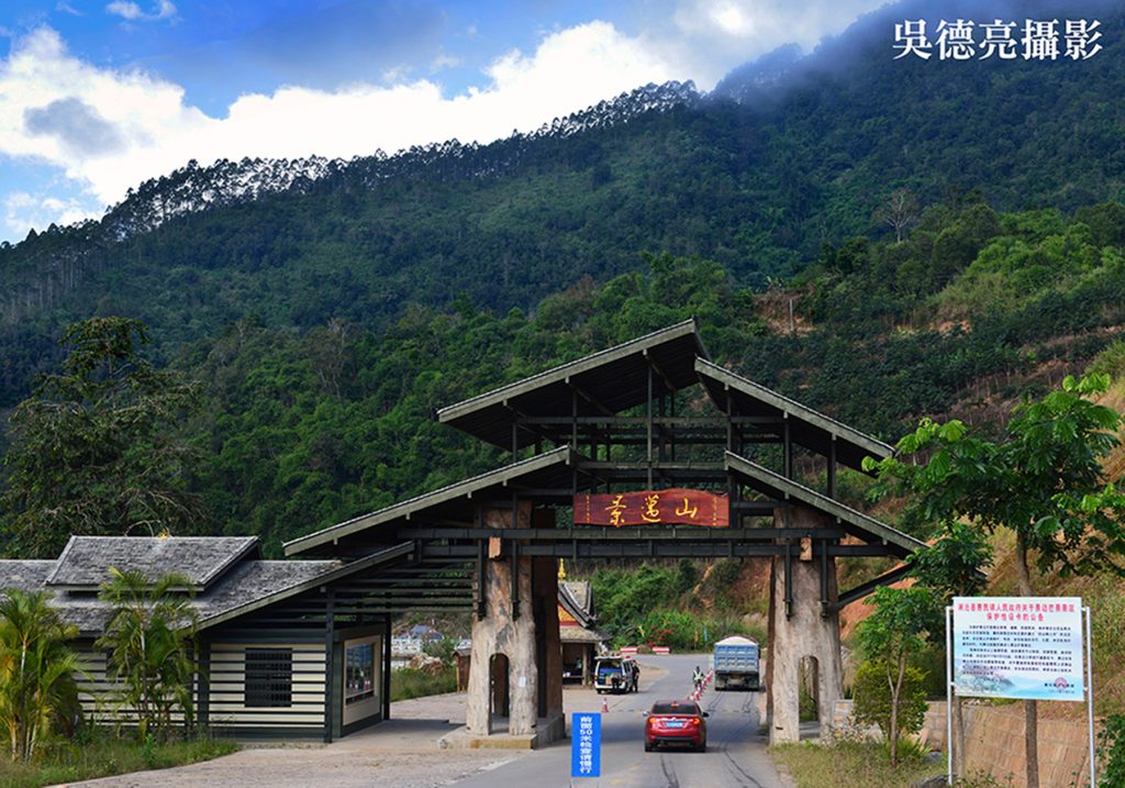 景邁千年古茶園00003 - 報新聞 Mega News %E6%99%AF%E9%82%81%E5%8D%83%E5%B9%B4%E5%8F%A4%E8%8C%B6%E5%9C%9200003 1024x717 1