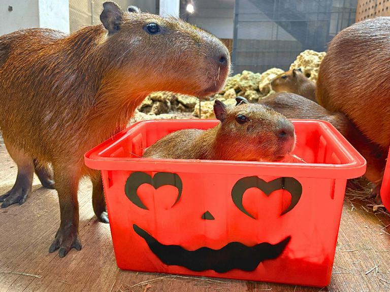 不給糖就搗蛋 壽山動物園「搞怪食譜」歡慶萬聖節 5 20251030171120 3e963e05 1