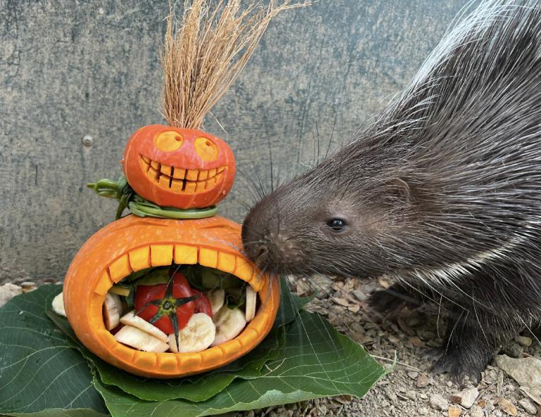 不給糖就搗蛋 壽山動物園「搞怪食譜」歡慶萬聖節 6 20251030171430 21120ba5