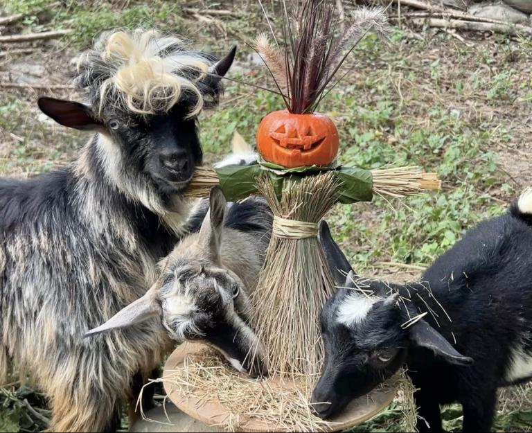 不給糖就搗蛋 壽山動物園「搞怪食譜」歡慶萬聖節 7 20251030171509 3f65a577