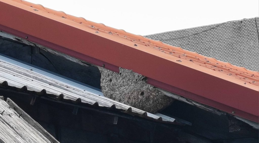 S__457629705_0 - 報新聞 Mega News S 457629705 0 1024x568 1