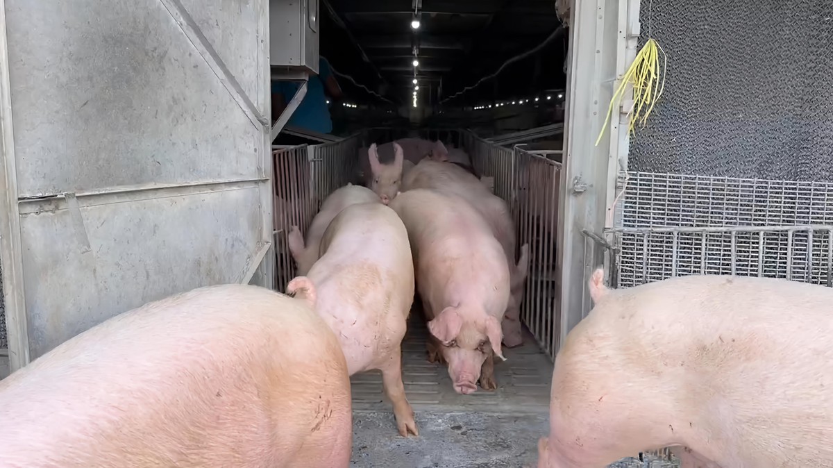 影/非洲豬瘟解禁 農業部宣布恢復活豬運載與屠宰 8 e344b619 0380 49e0 b02a b61ca8e5489c 176242965798327095404484488