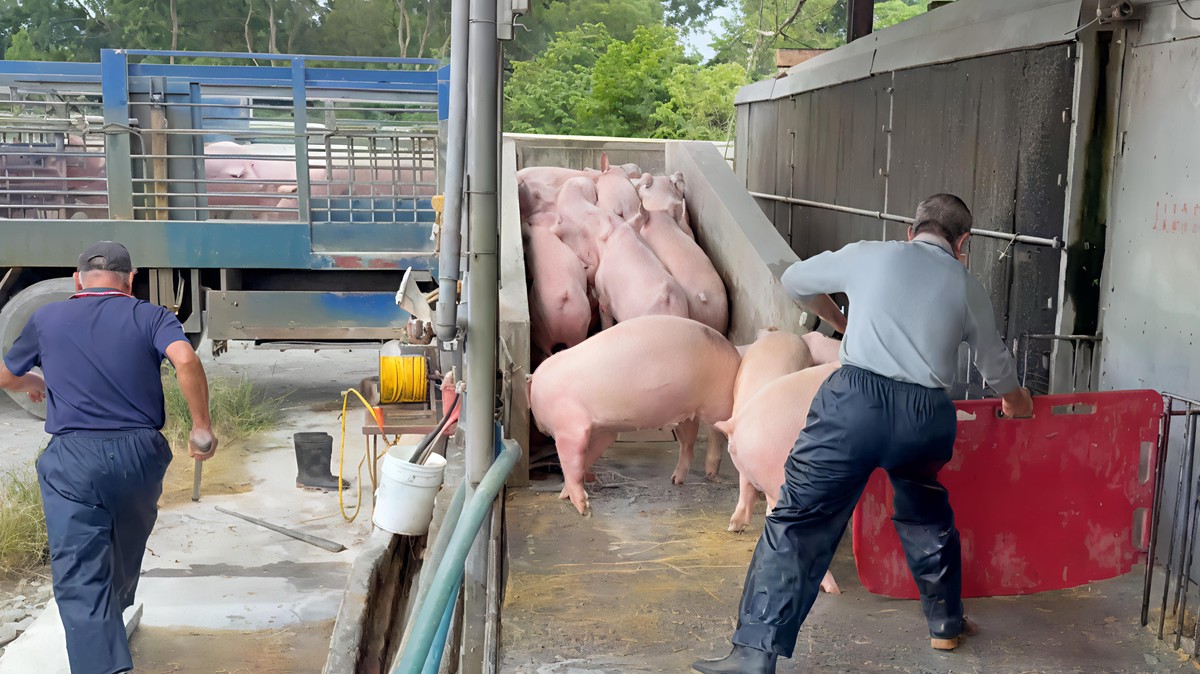 影/非洲豬瘟解禁 農業部宣布恢復活豬運載與屠宰 9 e344b619 0380 49e0 b02a b61ca8e5489c 176242972337353906204289315