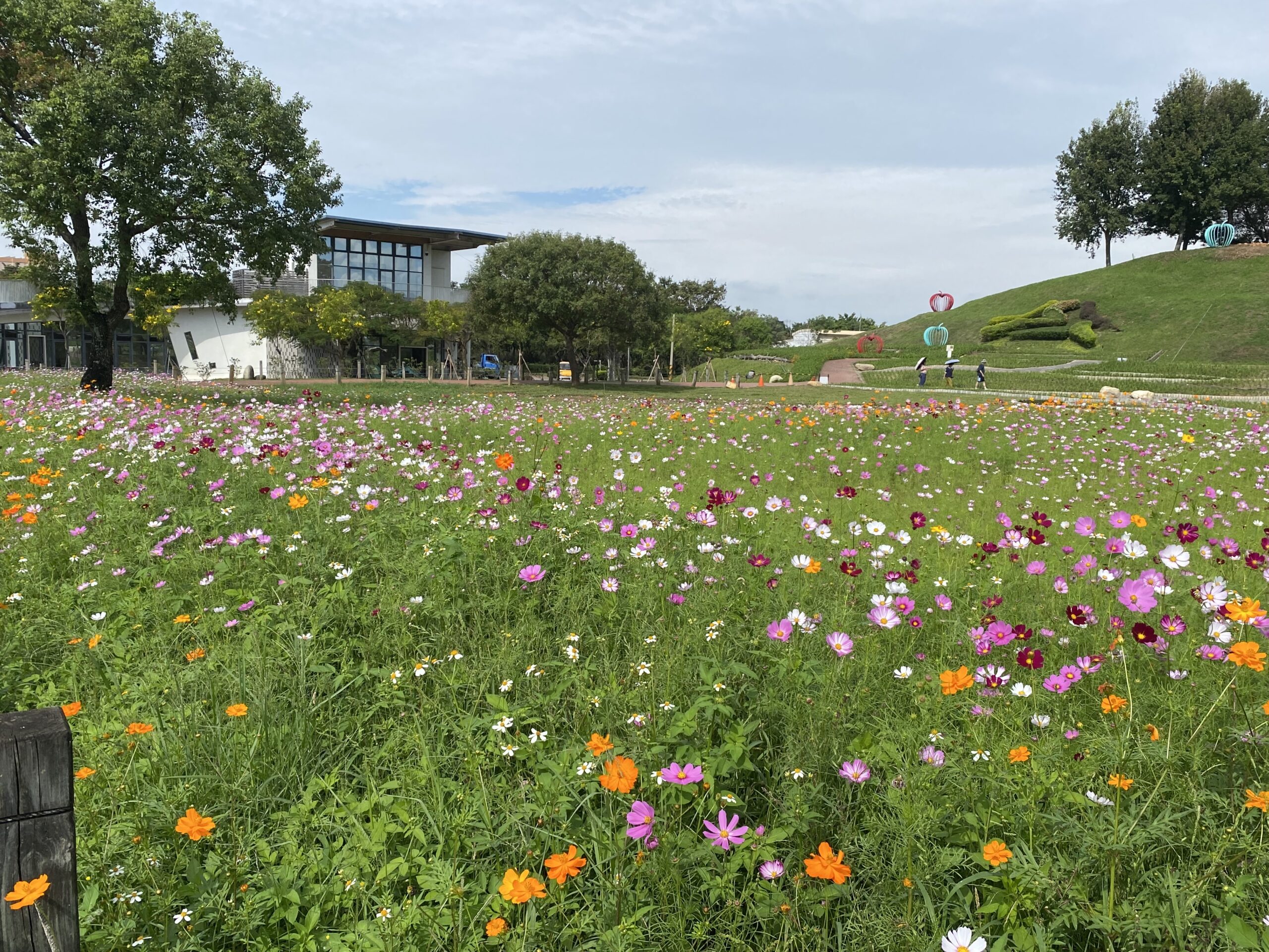 02 %E5%9C%92%E5%8D%80%E5%85%A7%E7%B4%8405%E5%85%AC%E9%A0%83%E7%9A%84%E6%B3%A2%E6%96%AF%E8%8F%8A%E8%8A%B1%E6%B5%B7%E5%8D%B3%E5%B0%87%E7%B6%BB%E6%94%BE %E7%B4%85 %E7%99%BD %E7%B2%89 %E6%A9%98%E4%BA%A4%E7%B9%94%E6%88%90%E5%A4%A2%E5%B9%BB%E7%95%AB%E5%B8%83 0 scaled