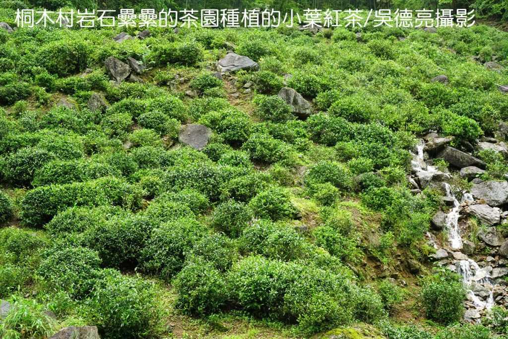 武夷山星村鎮桐木村00003 - 報新聞 Mega News %E6%AD%A6%E5%A4%B7%E5%B1%B1%E6%98%9F%E6%9D%91%E9%8E%AE%E6%A1%90%E6%9C%A8%E6%9D%9100003 1024x684 1