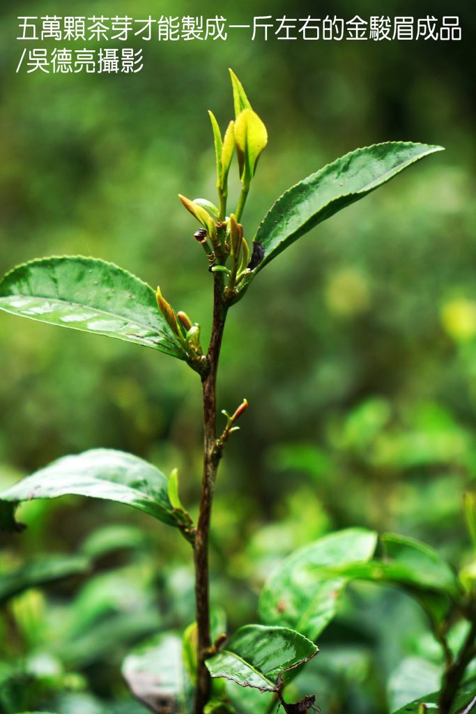 武夷山星村鎮桐木村00007 - 報新聞 Mega News %E6%AD%A6%E5%A4%B7%E5%B1%B1%E6%98%9F%E6%9D%91%E9%8E%AE%E6%A1%90%E6%9C%A8%E6%9D%9100007 683x1024 1
