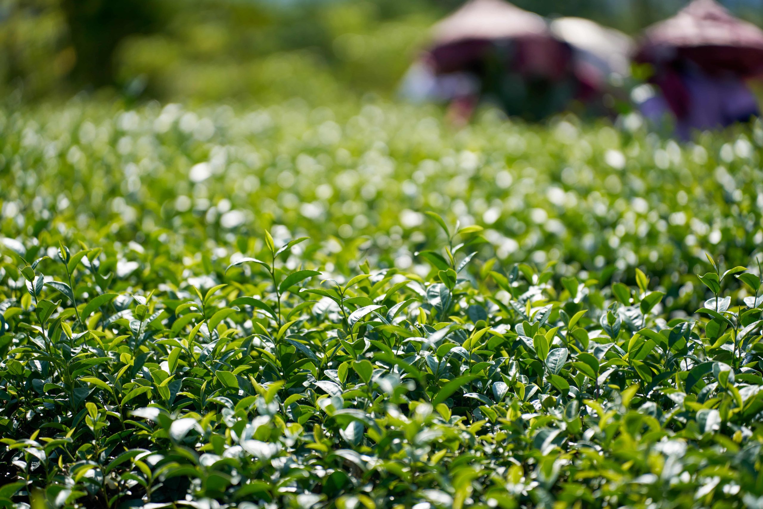 %E5%9C%963 %E8%87%BA%E6%9D%B1%E8%88%87%E5%9C%9F%E5%9C%B0%E9%96%93%E7%9A%84%E5%85%B1%E7%94%9F scaled 1