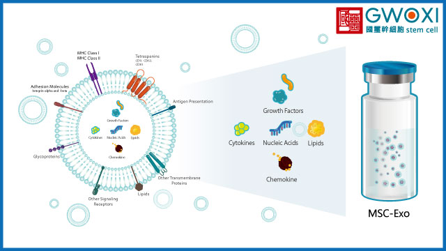 %E5%A4%96%E6%B3%8C%E9%AB%94 0