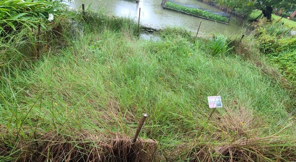 八德埤塘濕地生態保育園區 復育可抗逆境特性野生「鬼稻」 7 f 29171354 1