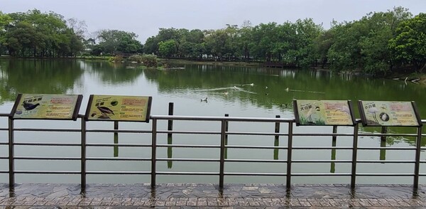 八德埤塘濕地生態保育園區 復育可抗逆境特性野生「鬼稻」 11 f 29171353 1