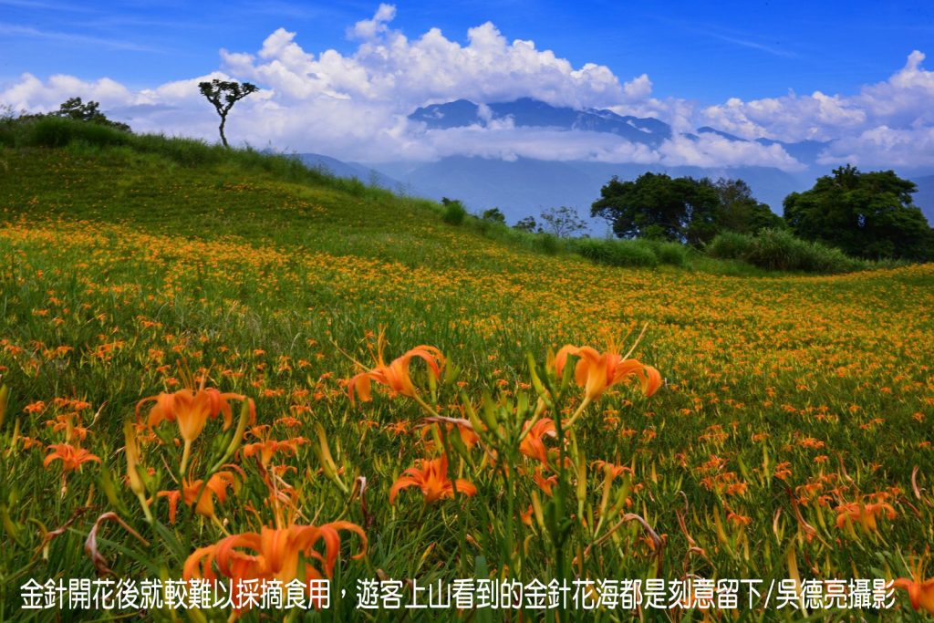 %E8%8C%B6%E9%A6%99%E8%88%87%E9%87%91%E9%87%9D%E8%8A%B1%E5%9C%A8%E6%9D%B1%E5%8F%B0%E7%81%A3%E5%B0%8F%E7%91%9E%E5%A3%AB%E5%85%B1%E8%88%9E00007 1024x683 1