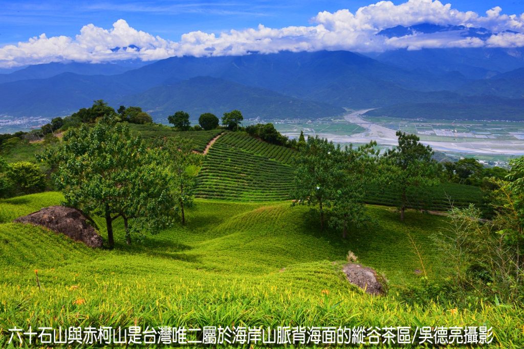 %E8%8C%B6%E9%A6%99%E8%88%87%E9%87%91%E9%87%9D%E8%8A%B1%E5%9C%A8%E6%9D%B1%E5%8F%B0%E7%81%A3%E5%B0%8F%E7%91%9E%E5%A3%AB%E5%85%B1%E8%88%9E00008 1024x683 1