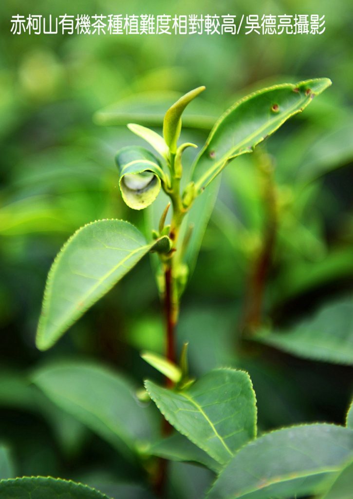 %E8%8C%B6%E9%A6%99%E8%88%87%E9%87%91%E9%87%9D%E8%8A%B1%E5%9C%A8%E6%9D%B1%E5%8F%B0%E7%81%A3%E5%B0%8F%E7%91%9E%E5%A3%AB%E5%85%B1%E8%88%9E00003 725x1024 1