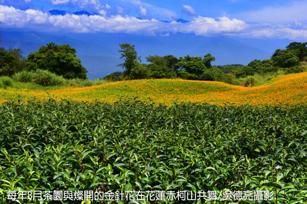 %E8%8C%B6%E9%A6%99%E8%88%87%E9%87%91%E9%87%9D%E8%8A%B1%E5%9C%A8%E6%9D%B1%E5%8F%B0%E7%81%A3%E5%B0%8F%E7%91%9E%E5%A3%AB%E5%85%B1%E8%88%9E00001 1024x683 1