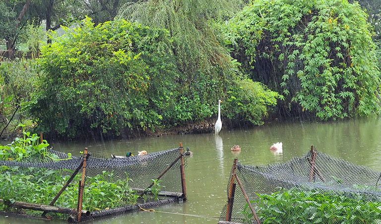 八德埤塘展現濕地生態魅力 自然教育體驗走入城市珍貴生態寶庫 6 20251116165839 0060d4a8