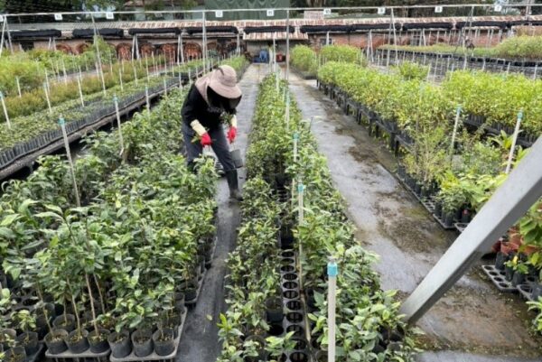 臺灣野生山茶 獨有特色大揭密 4 20251120183141 24 600x401 1