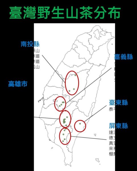 臺灣野生山茶 獨有特色大揭密 6 20251120183258 92 482x600 1