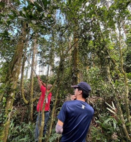 臺灣野生山茶 獨有特色大揭密 5 20251120183353 46 552x600 1