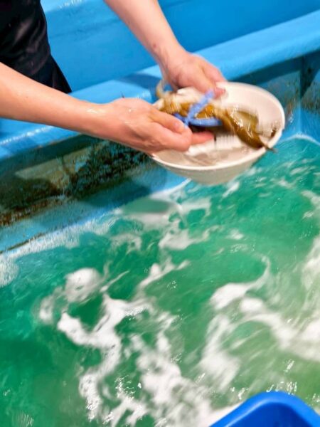 呷味鮮處女蟳|台北處女蟳天花板!蟹黃爆量、海鮮新鮮度驚人,一開桌就知道為什麼一位難求 14 圖/周含鍾