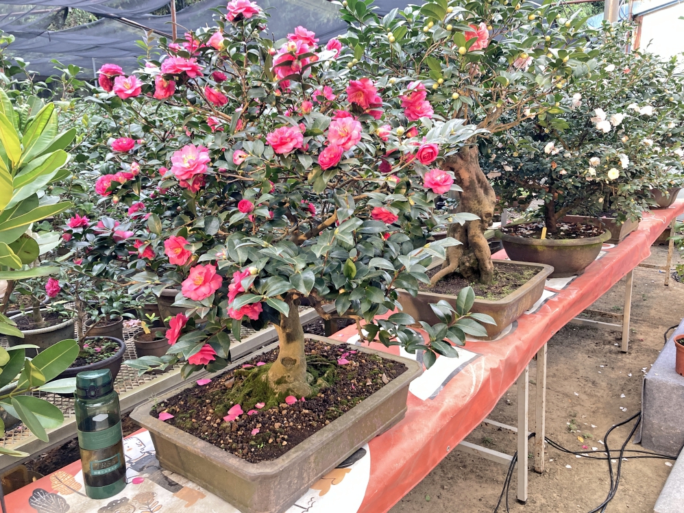 3E513C9A 59D4 47CA 9A14 1CAC888EB4E5 Fotor