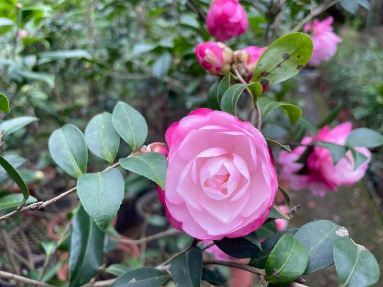 20251213160655 5b6b2c8c