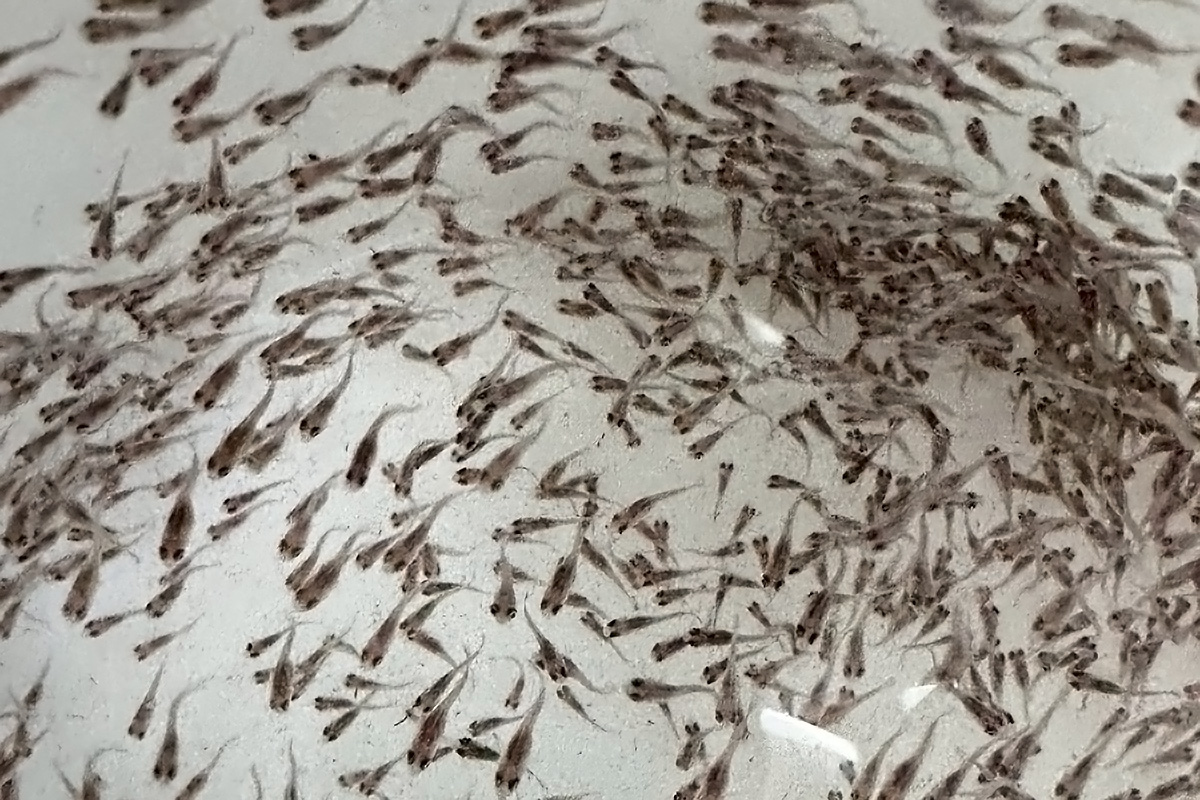 %E8%87%BA%E6%B5%B7%E5%A4%A7TABT%E5%9C%98%E9%9A%8A%E9%81%B8%E8%82%B2%E5%87%BA%E7%9A%84%E5%84%AA%E8%B3%AA%E9%AD%9A%E8%8B%97