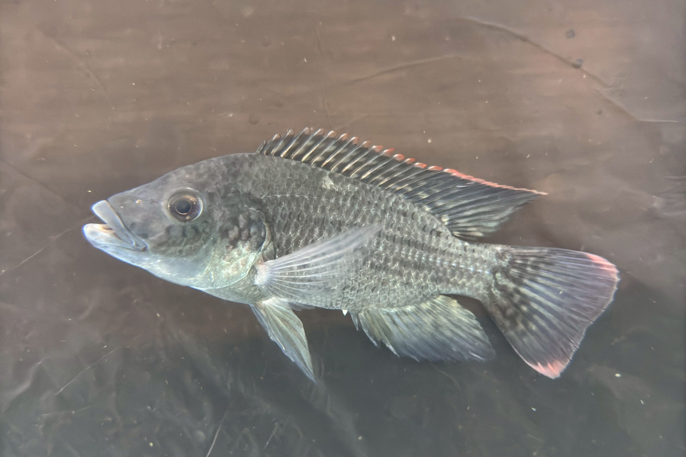 %E8%80%90%E9%B9%BD%E5%93%81%E7%B3%BB%E5%9C%A8%E5%85%A8%E6%B5%B7%E6%B0%B4%E9%A4%8A%E6%AE%96%E9%A6%B4%E5%8C%96%E5%BE%8C%E5%AD%98%E6%B4%BB%E7%8E%87%E9%AB%98%E9%81%9490