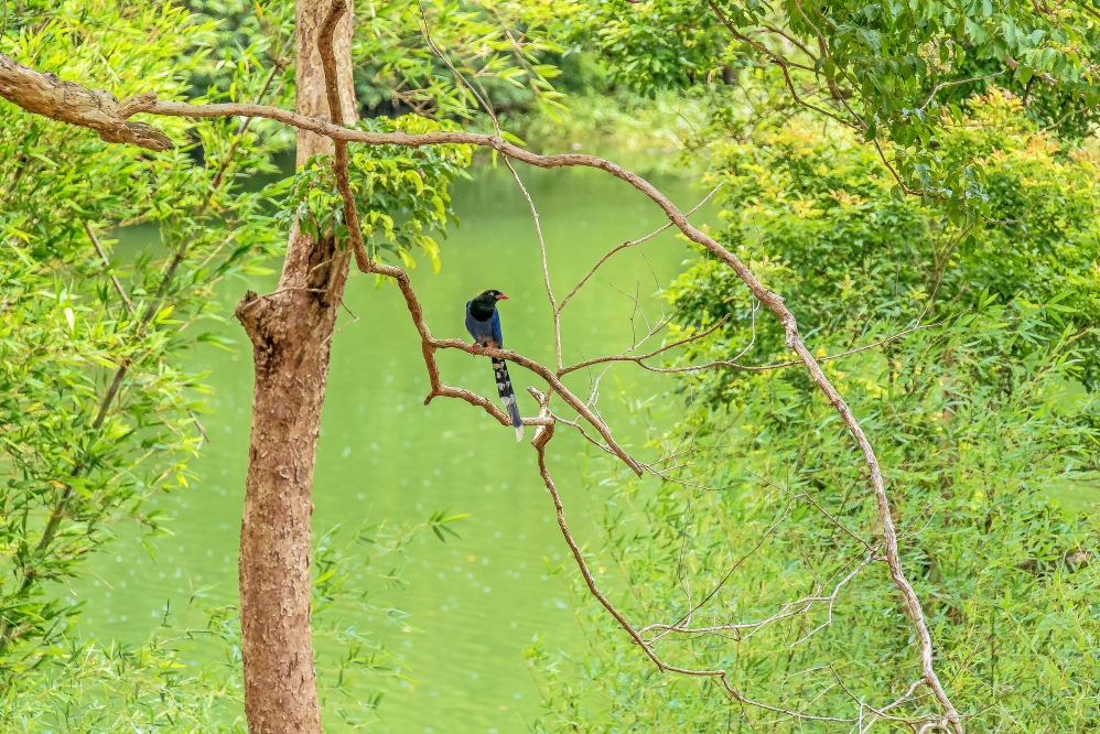 %E7%94%9F%E6%85%8B1%E5%86%A0 C 13 10 0 Fotor