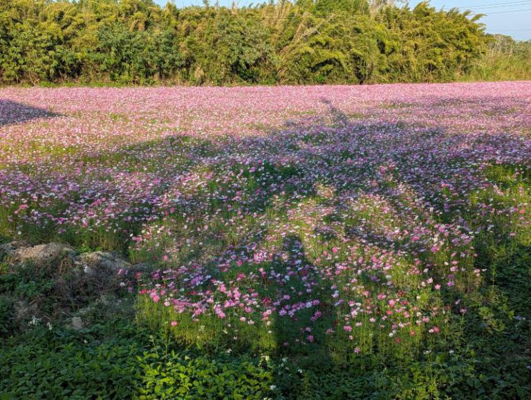 花開寶山、浪漫整冬 波斯菊花海迎接旅遊季 3 20251218130105 39c7b742