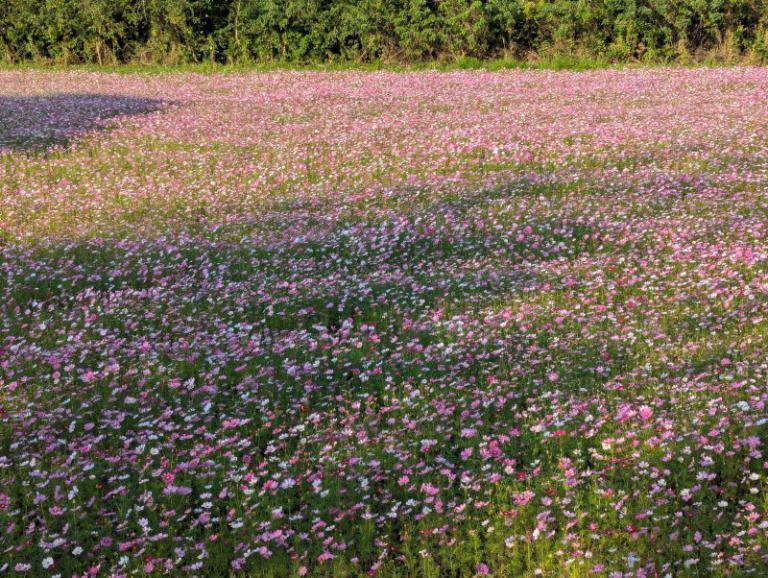 花開寶山、浪漫整冬 波斯菊花海迎接旅遊季 4 20251218130253 5daea7d0