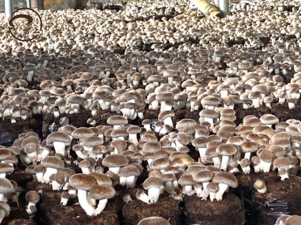 02%E6%9B%BE%E4%B8%8A%E8%BE%B2%E7%94%A2%E5%A0%85%E6%8C%81%E5%8F%8B%E5%96%84%E7%92%B0%E5%A2%83%E7%9A%84%E6%9C%89%E6%A9%9F%E6%A0%BD%E5%9F%B9 1024x768 1