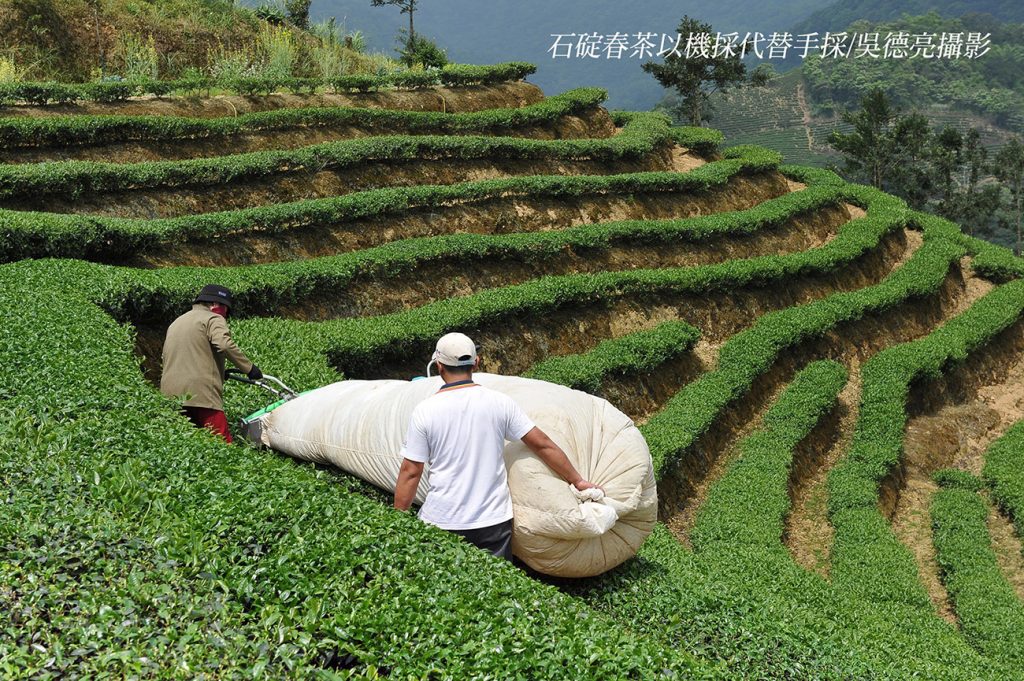 %E7%9F%B3%E7%A2%87%E6%98%A5%E8%8C%B6%E4%BB%A5%E6%A9%9F%E6%8E%A1%E4%BB%A3%E6%9B%BF%E6%89%8B%E6%8E%A1 1024x681 1