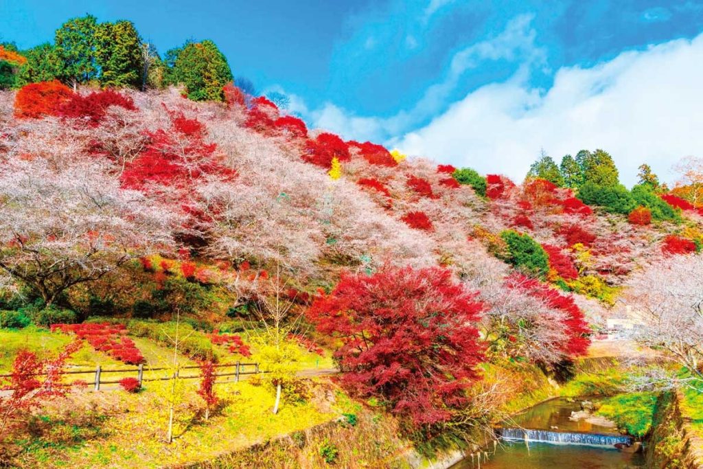 No 250015-1 川見四季櫻之里 來源 Visit Toyota City - 報新聞 Mega News No 250015 1 %E5%B7%9D%E8%A6%8B%E5%9B%9B%E5%AD%A3%E6%AB%BB%E4%B9%8B%E9%87%8C %E4%BE%86%E6%BA%90 Visit Toyota City 1024x683 1