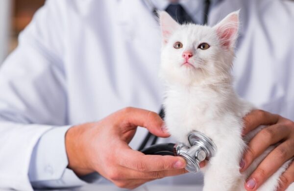 20251226113322 72 600x390 1