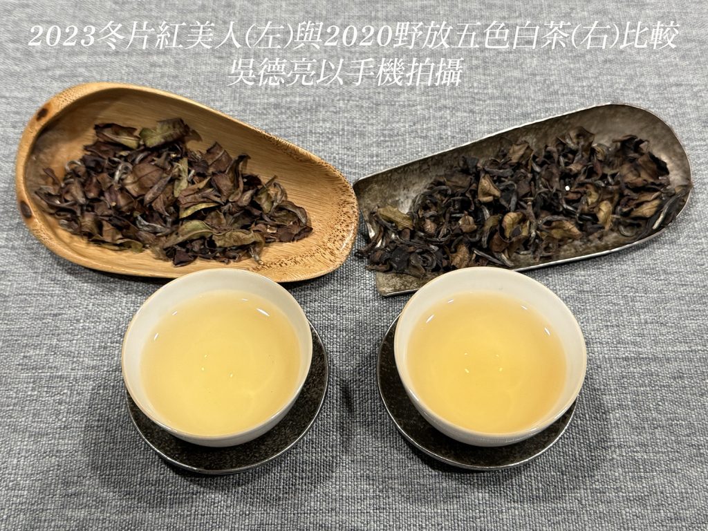 2023%E5%86%AC%E7%89%87%E7%B4%85%E7%BE%8E%E4%BA%BA%E5%B7%A6%E8%88%872020%E9%87%8E%E6%94%BE%E4%BA%94%E8%89%B2%E8%87%AA%E8%8C%B6%E5%8F%B3%E6%AF%94%E8%BC%83 1024x768 1