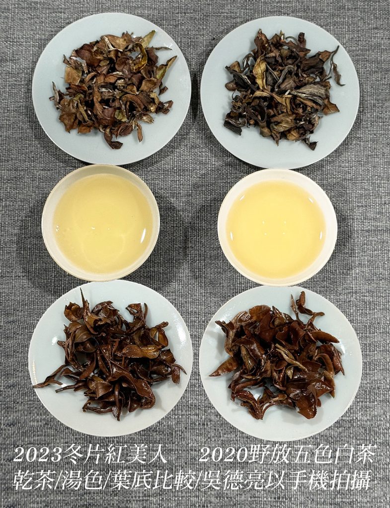 2023%E5%86%AC%E7%89%87%E7%B4%85%E7%BE%8E%E4%BA%BA2020%E9%87%8E%E6%94%BE%E4%BA%94%E8%89%B2%E7%99%BD%E8%8C%B6%E4%B9%BE%E8%8C%B6%E6%B9%AF%E8%89%B2%E8%91%89%E5%BA%95%E6%AF%94%E8%BC%83 785x1024 1