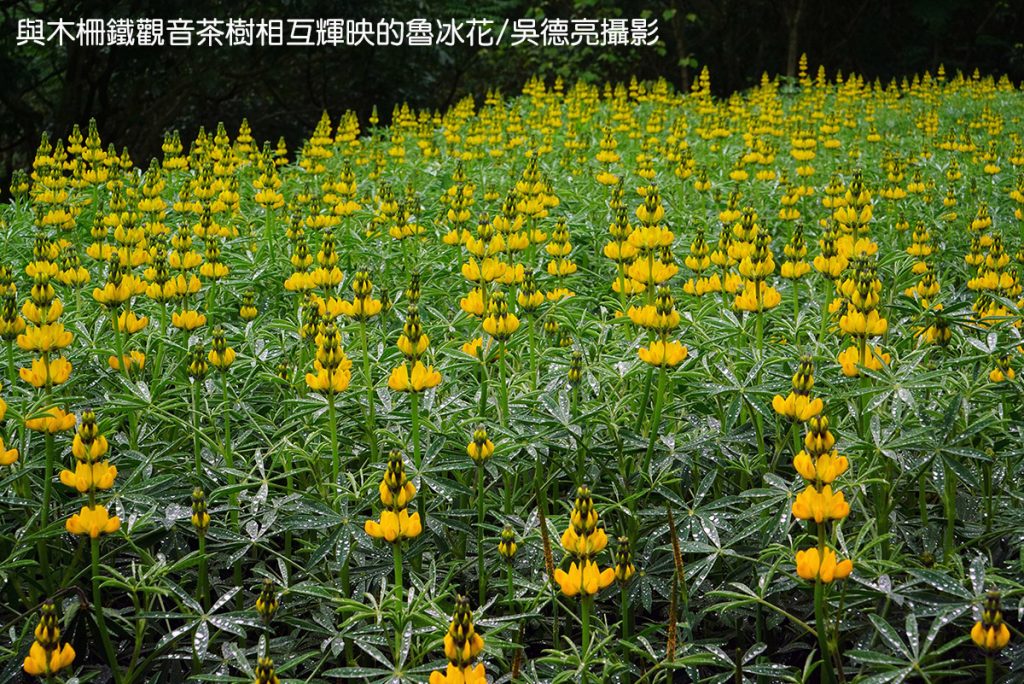 %E8%88%87%E6%9C%A8%E6%9F%B5%E9%90%B5%E8%A7%80%E9%9F%B3%E8%8C%B6%E6%A8%B9%E7%9B%B8%E4%BA%92%E8%BC%9D%E6%98%A0%E7%9A%84%E9%AD%AF%E5%86%B0%E8%8A%B1 1024x684 1