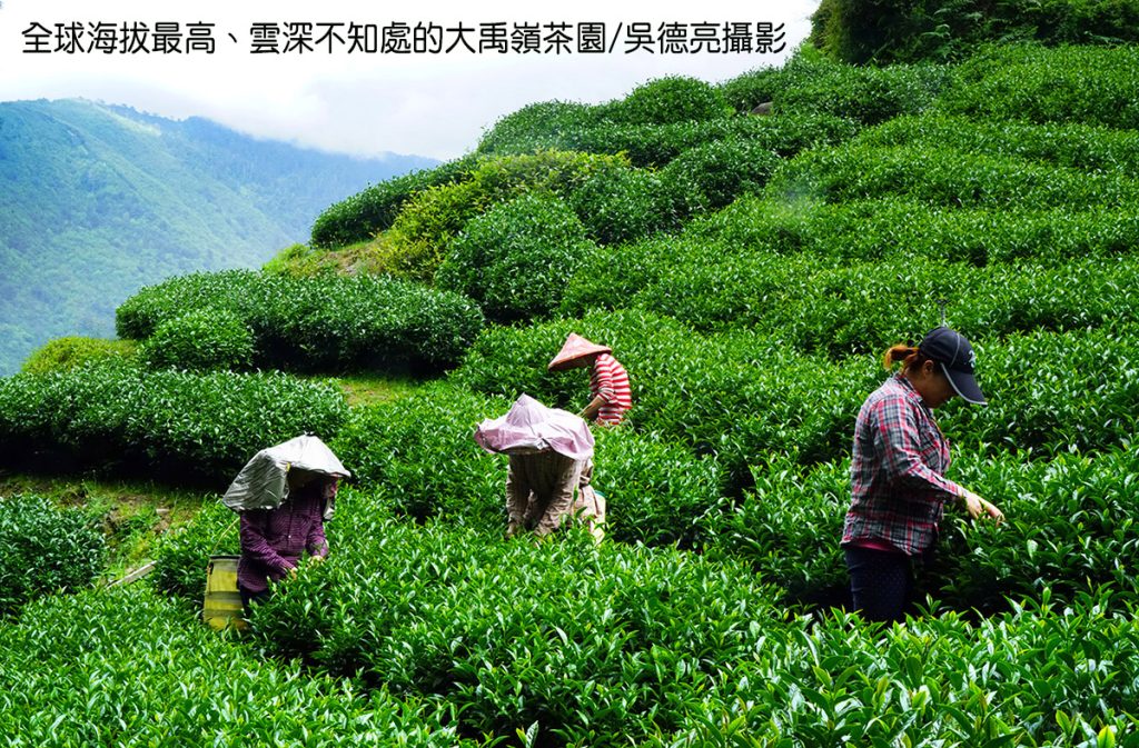 %E5%85%A8%E7%90%83%E6%B5%B7%E6%8B%94%E6%9C%80%E9%AB%98%E9%9B%B2%E6%B7%B1%E4%B8%8D%E7%9F%A5%E8%99%95%E7%9A%84%E5%A4%A7%E7%A6%B9%E5%B6%BA%E8%8C%B6%E5%9C%92 1024x673 1