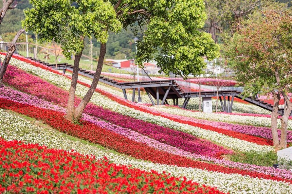 三層崎花海將登場! 兩公園串聯打造更大更美賞花路線 2 fa0162aa 8386 4fa5 a786 dfa763e3e61e 1024x682 1