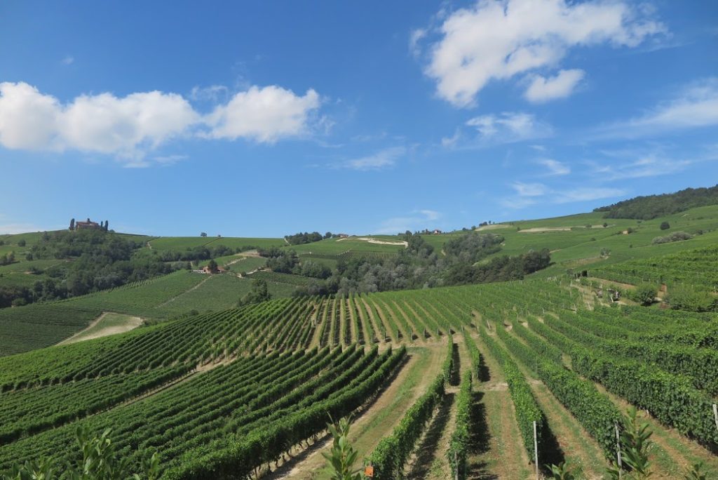 No 250019 6 Vineyard of Balolo %E4%BE%86%E6%BA%90 Wawafly %E6%97%85%E8%A1%8C%E7%A4%BE 1024x684 1